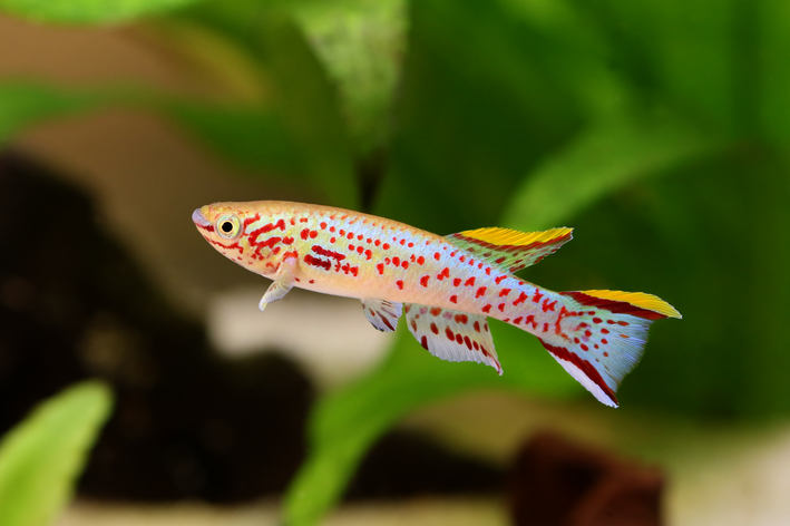 killifish-gardneri no aquário