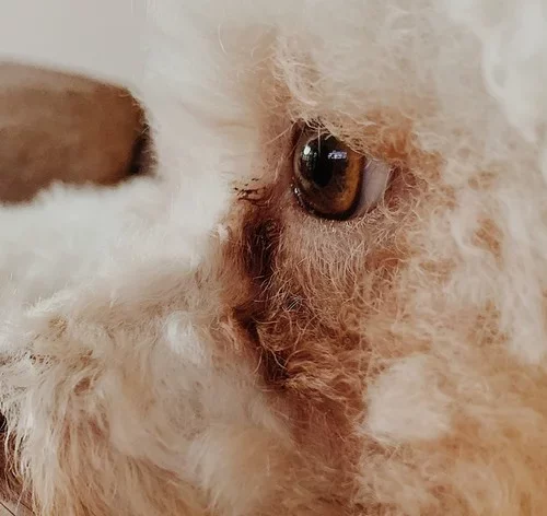 cachorro com mancha de lágrima ácida