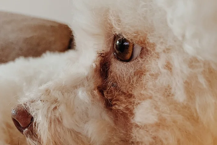 cachorro com mancha de lágrima ácida