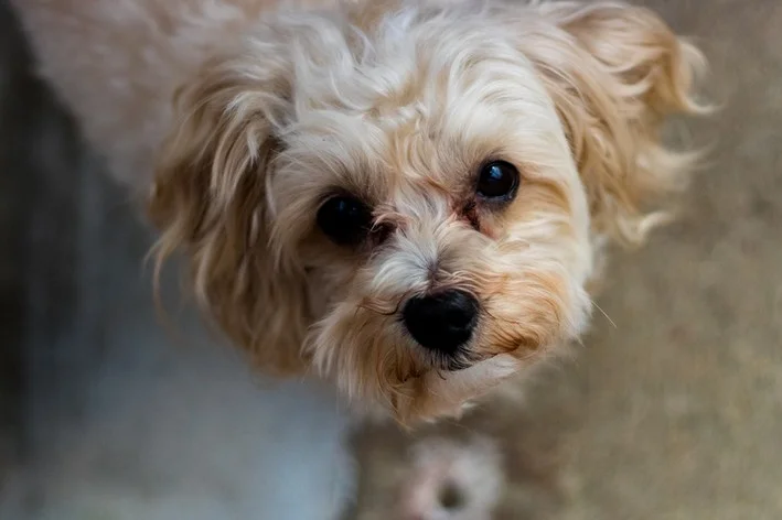 cachorro com lágrima ácida olhando para cima