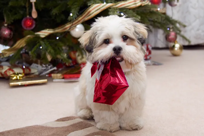 Lhasa Apso raças de cachorro pequeno