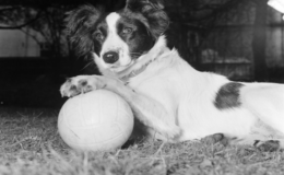 Border Collie em cima da bola