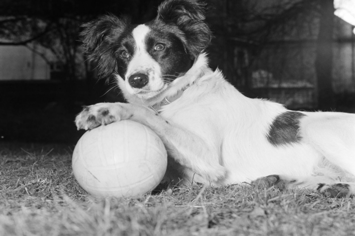 Border Collie em cima da bola