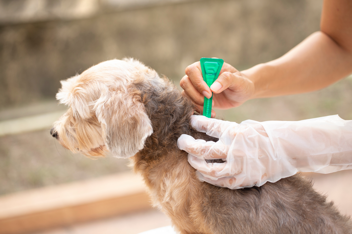 pessoal passando antipulgas em cão filhote