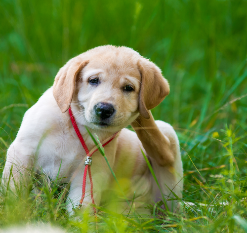 cachorro filhote de dois meses com culpa