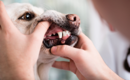 cachorro perdendo os dentes na velhice