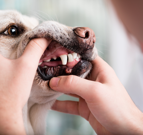 cachorro perdendo os dentes na velhice