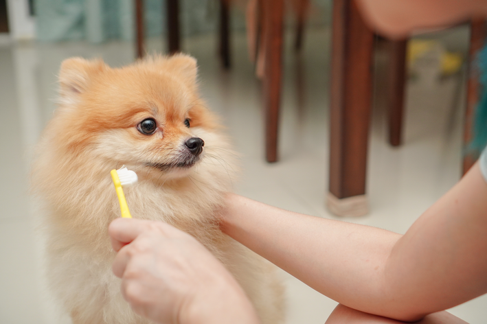 mulher escovando dente do cachorro