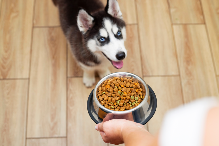 mulher oferecendo comida pro cachorro