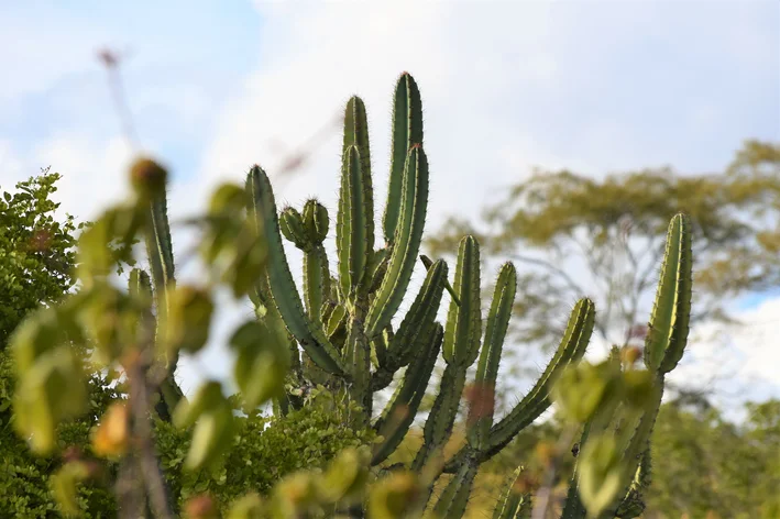 cactos com vegetação em volta