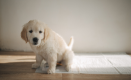 quanto tempo um cachorro pode segurar a urina