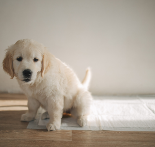 quanto tempo um cachorro pode segurar a urina