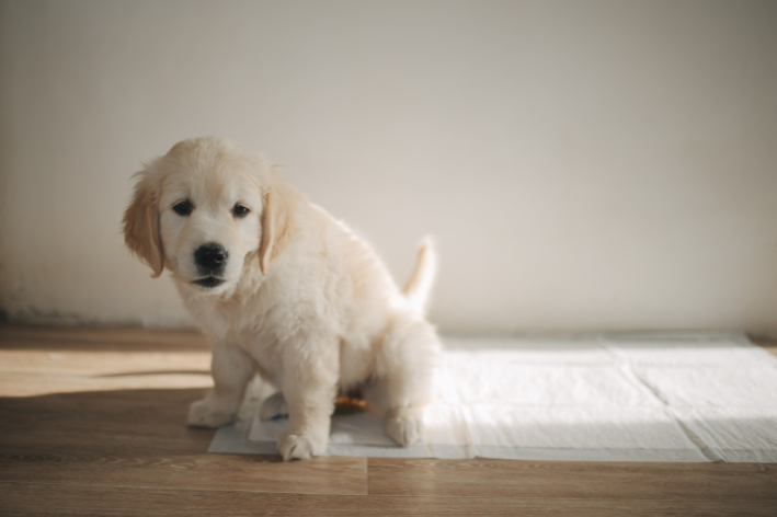 quanto tempo um cachorro pode segurar a urina