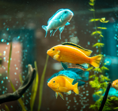 curiosidades sobre peixes