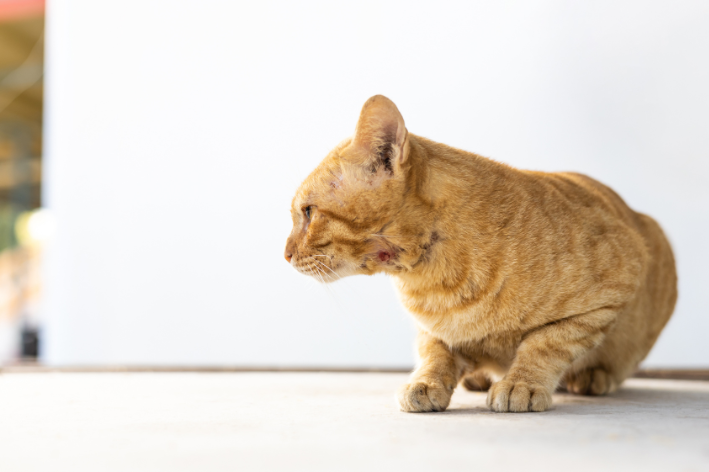 se o seu gato estiver vomitando