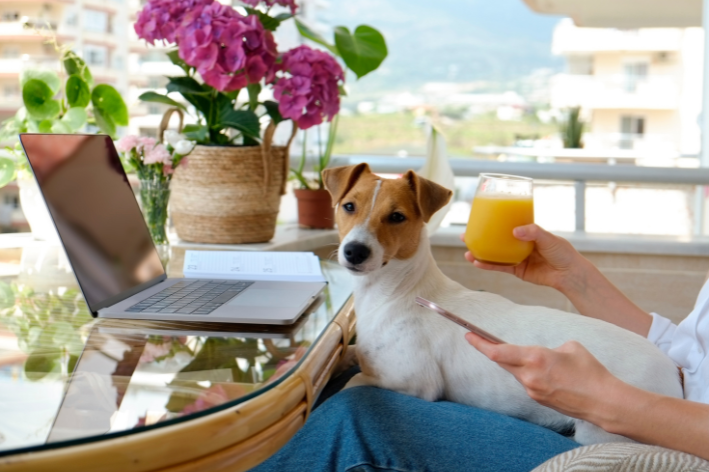 cachorro pode tomar suco de laranja