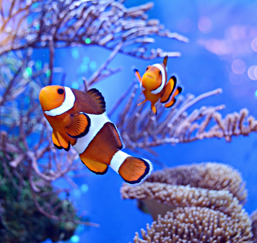 peixes palhaços
