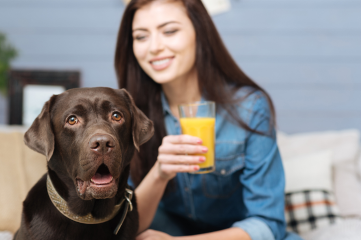 será que cachorro toma suco de laranja