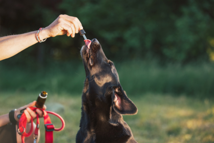 Pode dar Canabidiol para cachorro