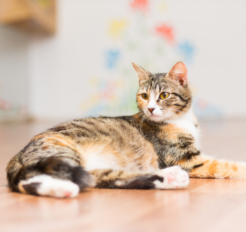 mastite felina