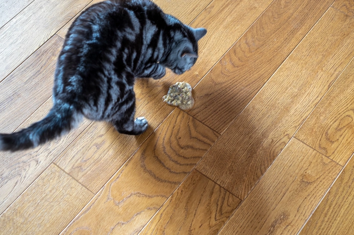 gato vomitando a ração no chão da casa