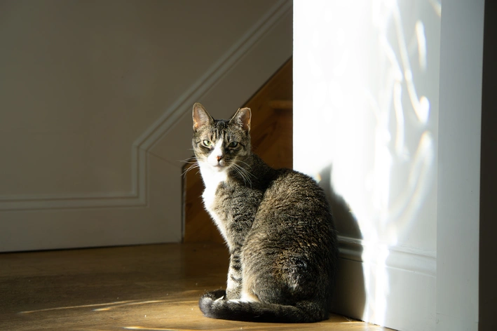 gato cinza sentado