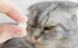 tutor dando vermífugo para gato