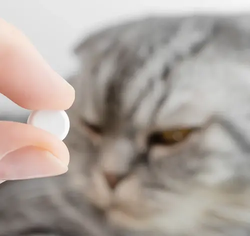 tutor dando vermífugo para gato