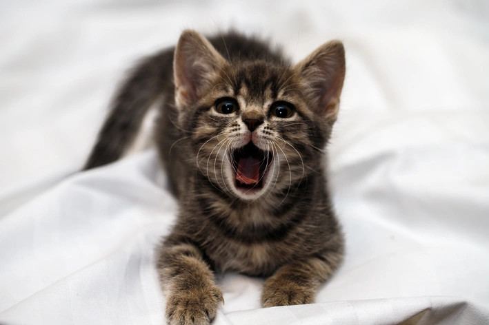 gato filhote chorando