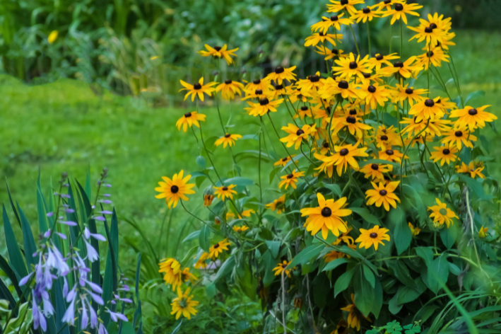 Rudbeckia hirta