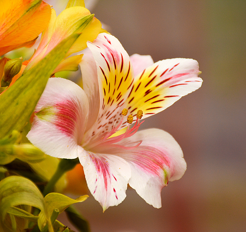 flor de astromelia