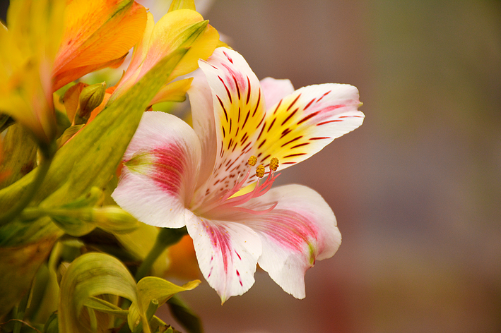 flor de astromelia