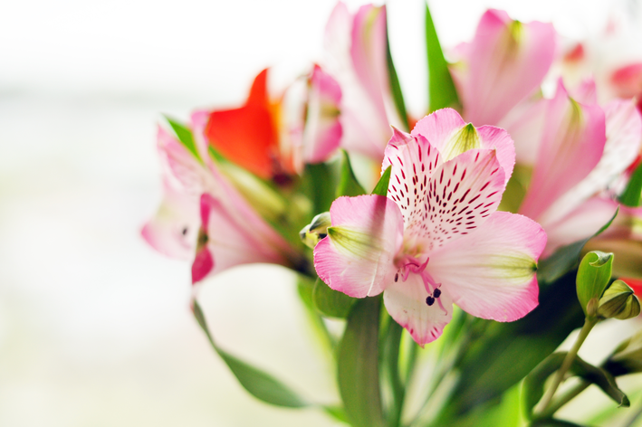 astromelia cor de rosa