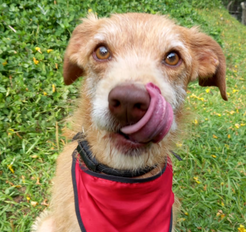 cachorro estopinha com a língua de fora