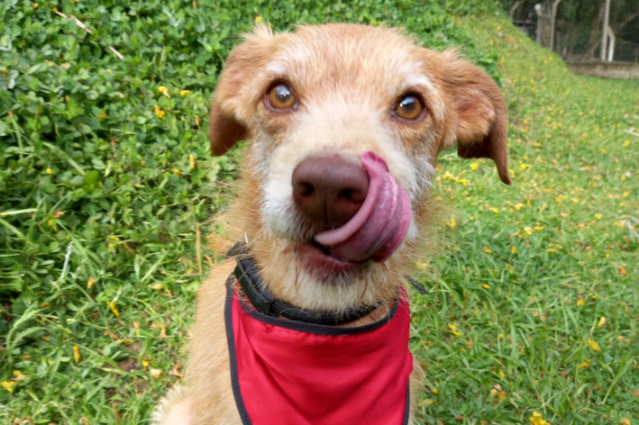 cachorro estopinha com a língua de fora