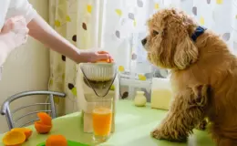 cachorro pode tomar suco de laranja?