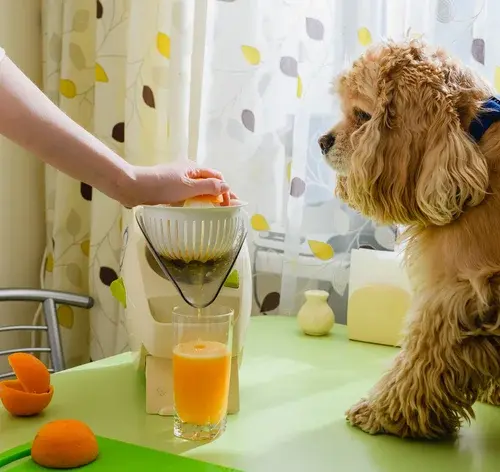 cachorro pode tomar suco de laranja?