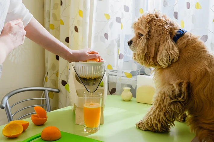 cachorro pode tomar suco de laranja?