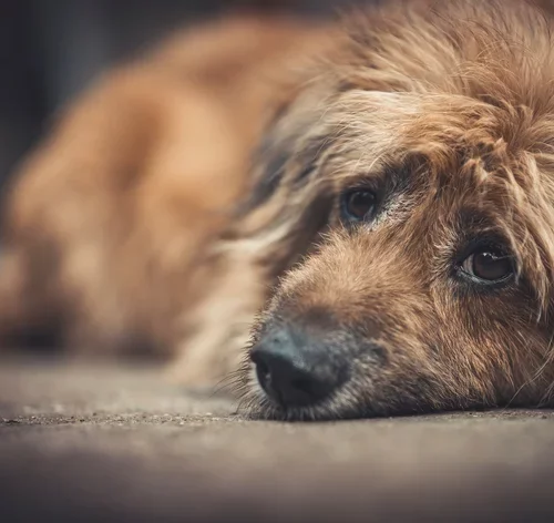 cachorro triste deitado