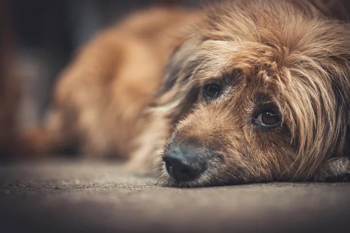 cachorro triste deitado