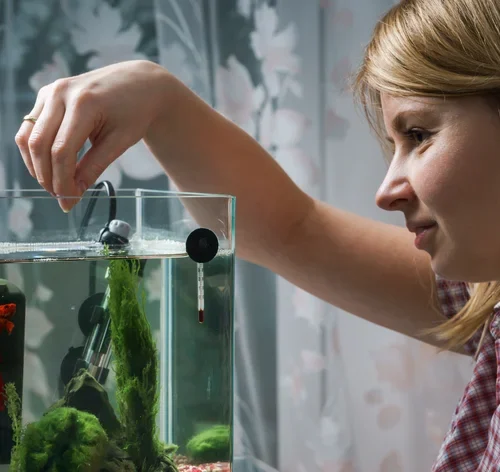 tutora cuidando do betta no aquário