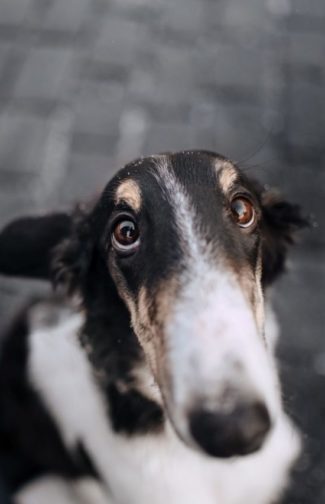 cropped-borzoi_cachorro.jpg