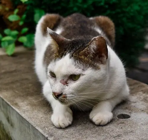 gato com esporotricose