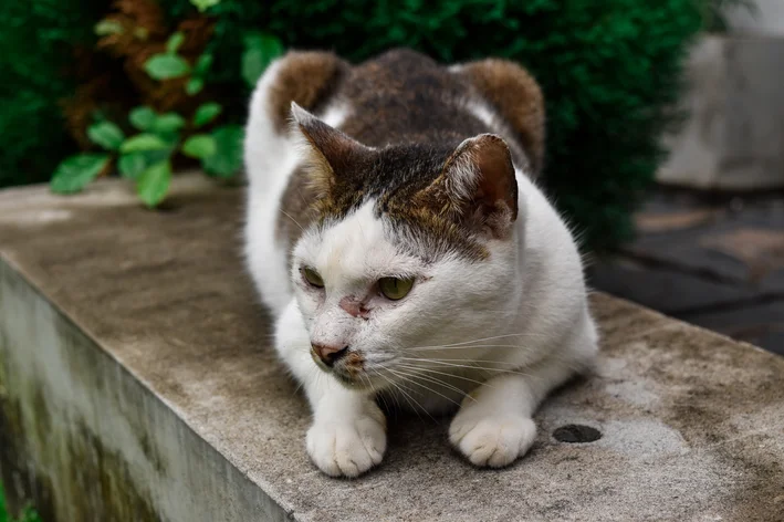 gato com esporotricose