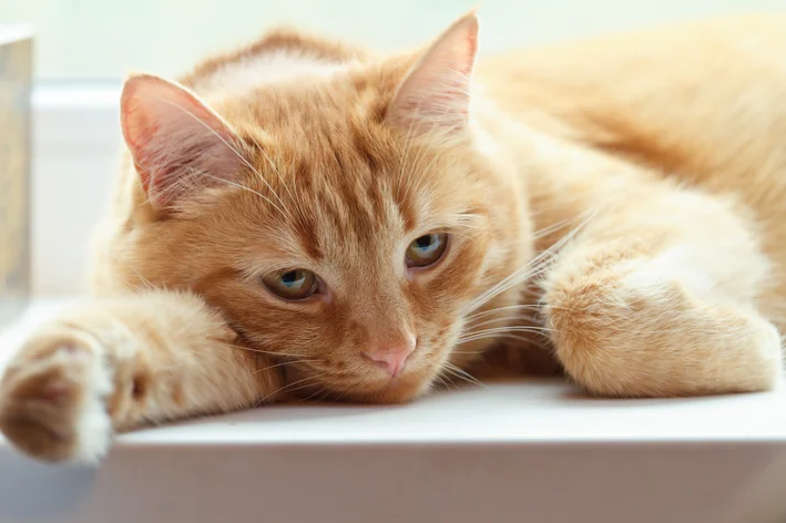 gato esporotricose com sintoma de apatia