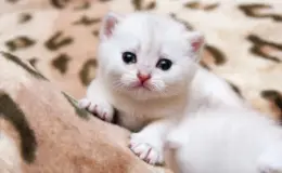 Descubra por que o seu gato está chorando e como ajudar o pet 1