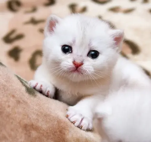 Descubra por que o seu gato está chorando e como ajudar o pet 1