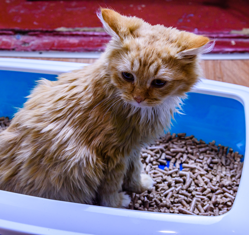 gato com diarreia na caixa de areia