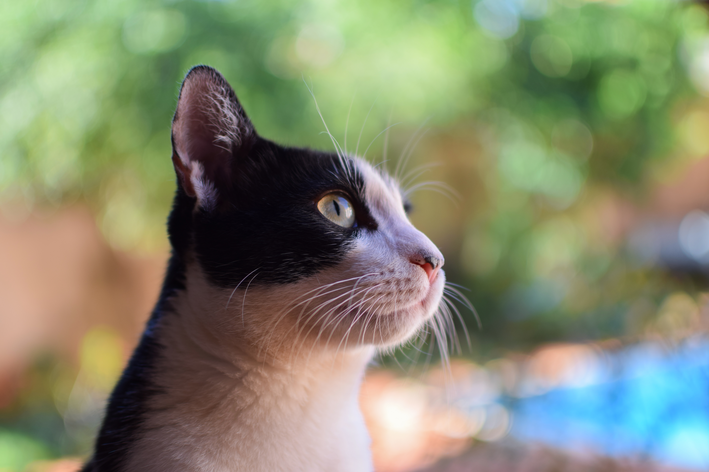 gato preto e branco olhando para cima