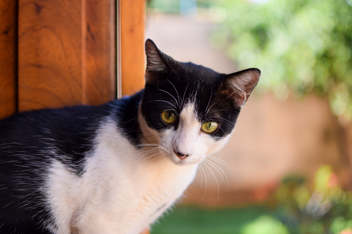 gato preto e branco olhando para frente